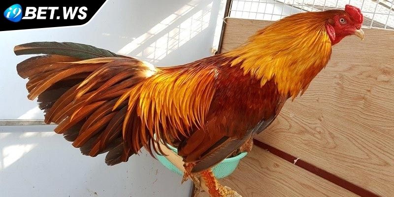 Đôi nét về dòng gà Vảy Rồng I9BET